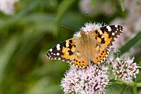 Butterfly on Eupatorium