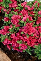 Rhododendron Canzonetta