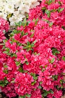 Rhododendron Canzonetta