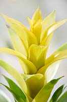 Guzmania Diana