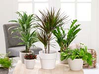 Indoor plant Tropen mix