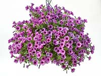 Petunia Cascadias ® Purple Spark
