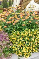 Annual mix with Jamesbrittenia and Argyranthemum