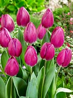 Tulipa Triumph Roeska