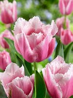 Tulipa Crispa Candy Curls