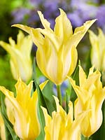 Tulipa Lily Flowered Florijn Chic ®