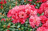 Rhododendron Park Bremen