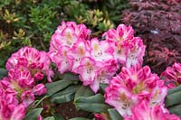 Rhododendron Saskia