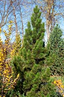 Pinus heldreichii Compact Gem