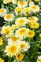 Leucanthemum Realflor ® Real Charmer