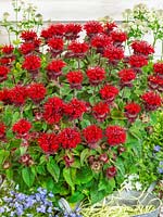 Monarda Fireball