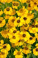 Helenium El Dorado