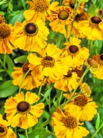 Helenium El Dorado