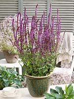 Salvia Senior in pot
