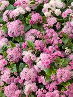 Ageratum Pink Ball