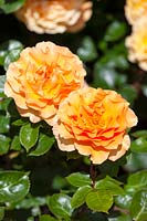 Rosa Harzumber Welwyn Garden Glory