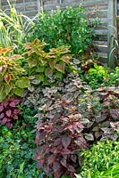 Fall planting with Hypoestes