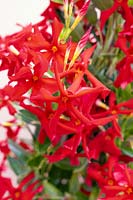 Mandevilla Sundaville ® Up Scarlet