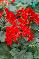 Pelargonium Calliope ® Landscape Fire Imp.