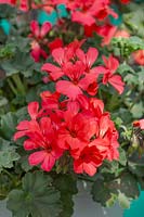 Pelargonium Calliope ® Landscape Rose Imp.