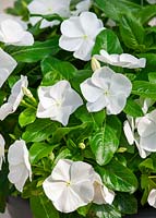 Catharanthus Cora ® XDR White