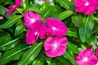Catharanthus Cora ® XDR Orchid