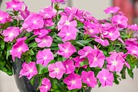 Catharanthus Cora ® Cascade Lavender with Eye