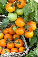 Solanum Chervonets F1
