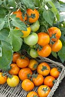 Solanum Chervonets F1
