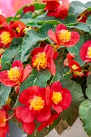 Begonia Riseup™ Bull's Eye