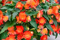 Begonia RiseUp™ Tangerine Xtreme