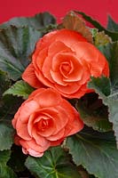 Begonia AmeriHybrid ® Roseform Salmon
