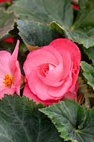 Begonia AmeriHybrid ® Roseform Pink