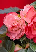 Begonia AmeriHybrid ® Ruffled Pink