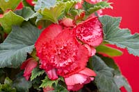 Begonia AmeriHybrid ® Ruffled Rose