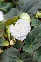 Begonia AmeriHybrid ® Ruffled White