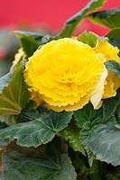 Begonia AmeriHybrid ® Ruffled Yellow