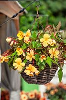 Begonia x tuberhybrida in hanging basket