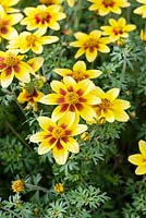 Bidens Bee Yellow Red Center