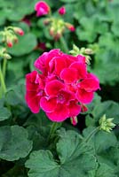 Pelargonium Calliope Medium Crimson Flame