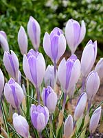 Crocus vernus Vanguard