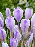 Crocus vernus Vanguard