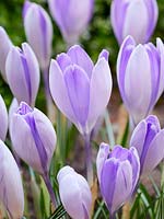 Crocus vernus Vanguard