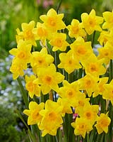 Narcissus Garden Opera