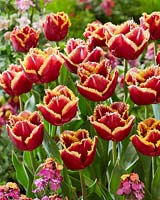 Tulipa Mercure