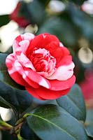 Camellia japonica 'Chandleri', February.