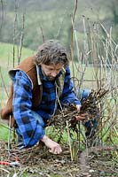 Man cutting back dormant Peonia - peonies and gathering up old stems