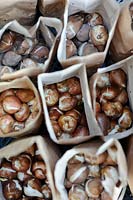 Tulip Bulbs ready for Planting, October.