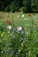 Meadow with Poppies, Cornflower and Purple Tansy, July.