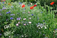 Meadow - Candy Mix with Poppies, Cornflower and Purple Tansy, July.